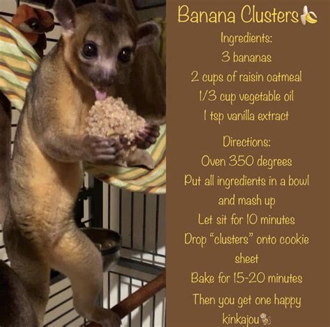 The Gourmet Kinkajou Diet – What to Feed a Kinkajou