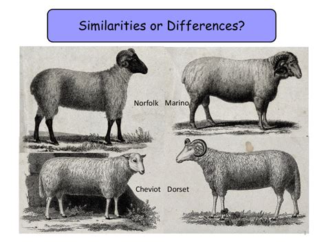 17.1a-Phenotypic-and-genotypic-variation