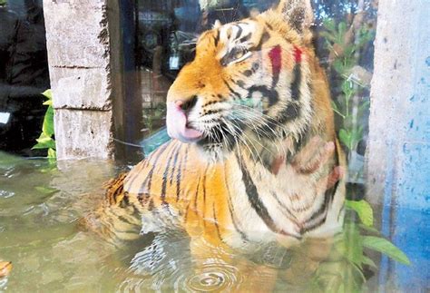 Malabon Zoo owner appeals for donations | Philstar.com