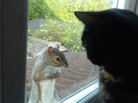 Cat and squirrel (pic) Funny Animal ~ I Love Funny Animal - Sweet Funny Animal Photo of the Day