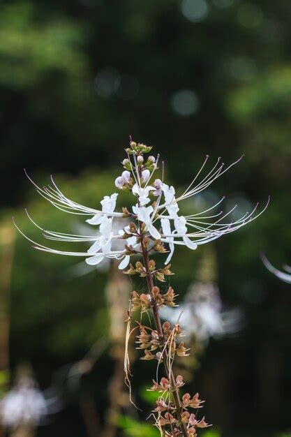 Premium Photo | Cat's whiskers flowers