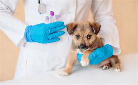 Puppy Deworming Schedule: How Puppies Get Worms, Symptoms, Prevention, Treatment & More - Petsynse