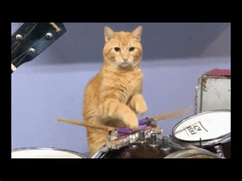 Cat Drum Roll GIF - Cat Drum roll Drums - Discover & Share GIFs