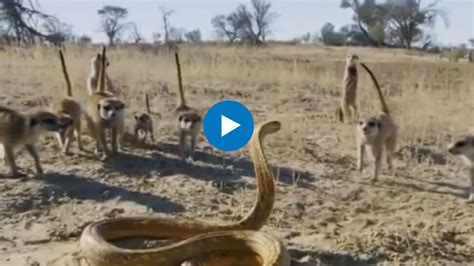 Viral Video Snake meerkat fight video cobra facing a herd of meerkats ...