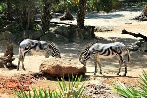 The Brevard Zoo - A Melbourne Florida Must-See - The Florida Travel Girl