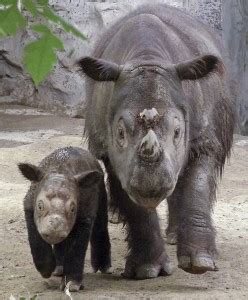 Cincinnati Zoo's Famous Sumatran Rhino Emi Has Died | Rhino Horn is NOT Medicine