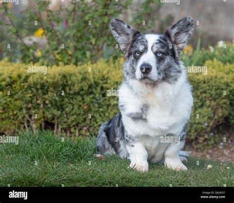 Blue merle Cardigan Corgi Stock Photo - Alamy