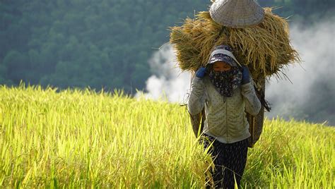 Rice harvest season in Thanh Hoa"s terraced fields | Vietnam Times