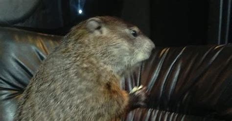 Michigan groundhog Woody predicts early spring