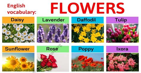 Types of Flowers: Learn Different Flower Names with The Picture – My English Tutors