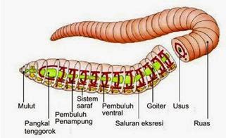 SAINS: Sistem Ekskresi pada Hewan