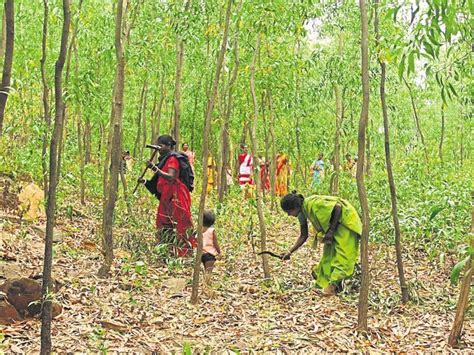 Forest cover shrinks in five districts of Jharkhand - Hindustan Times