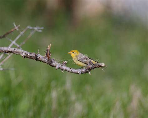 Female western tanager stock photo. Image of bird, peeling - 3721704