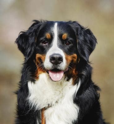 Grooming Techniques for Bernese Mountain Dogs | Dog Care - Daily Puppy