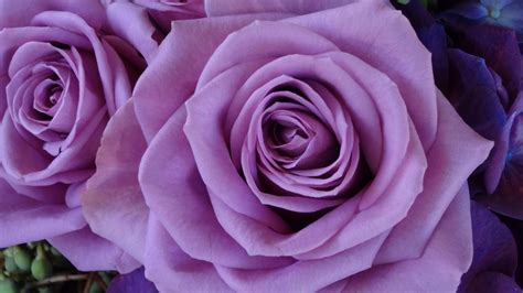 One of the rarest and most visually stunning rose colors is lavender. The eye-catching shades of ...