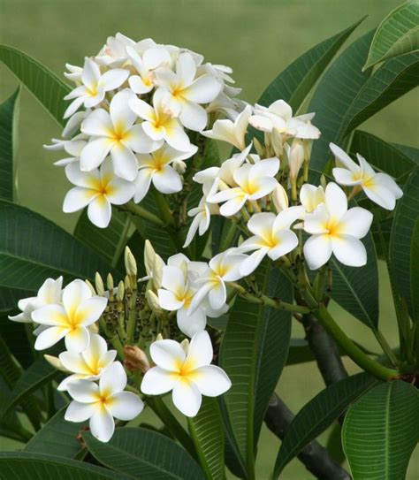 plumeria flowers smell heavenly | Hawaiian plants, Plumeria flowers ...