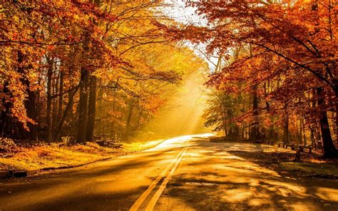 Golden Sunbeam Road: A Captivating Fall HD Wallpaper