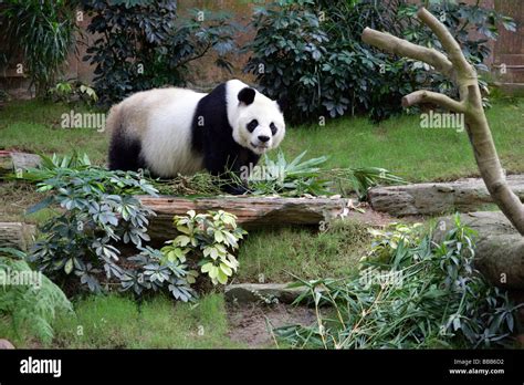 Panda at Ocean Park, Hong Kong Stock Photo - Alamy