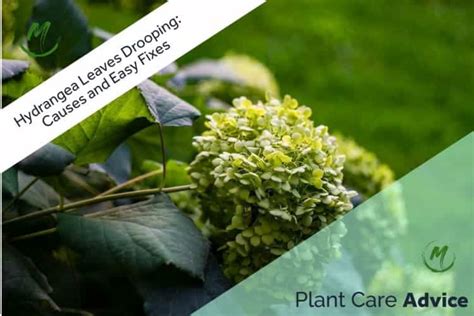 Hydrangea Leaves Drooping: Causes and Easy Fixes in 2023