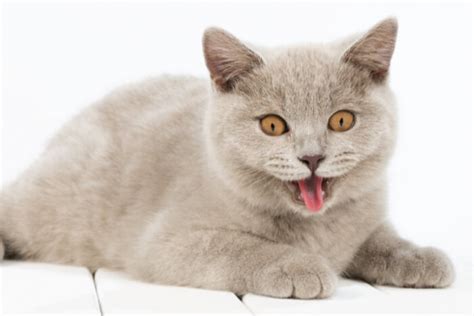 Cat Panting: Causes, Symptoms, & Treatment - Cats.com