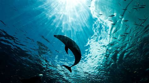 HD wallpaper: water, see, dolphin, fish, sunshine, ocean, animals | Wallpaper Flare