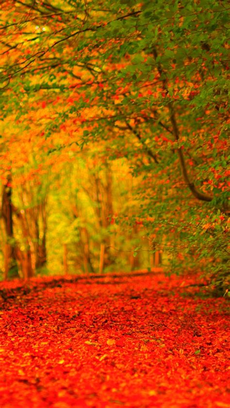 🔥 [70+] Autumn Phone Wallpapers | WallpaperSafari