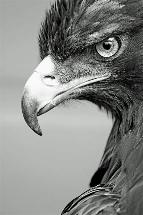 40 Best Black and White Photography examples from top photographers | Animals black, white ...