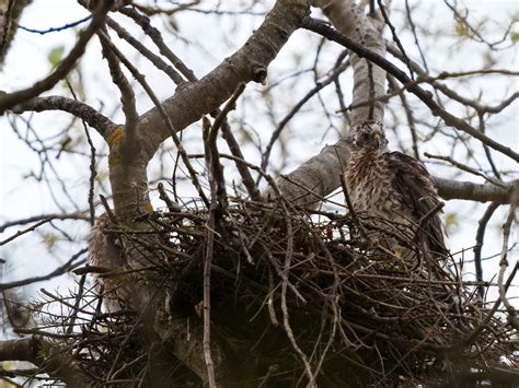 Cooper's Hawk Nesting (All You Need To Know) | Birdfact