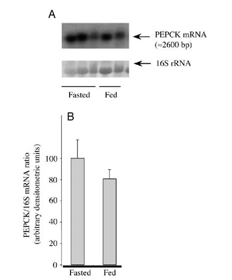 (A) Rainbow trout phosphoenolpyruvate carboxykinase (PEPCK) gene... | Download Scientific Diagram