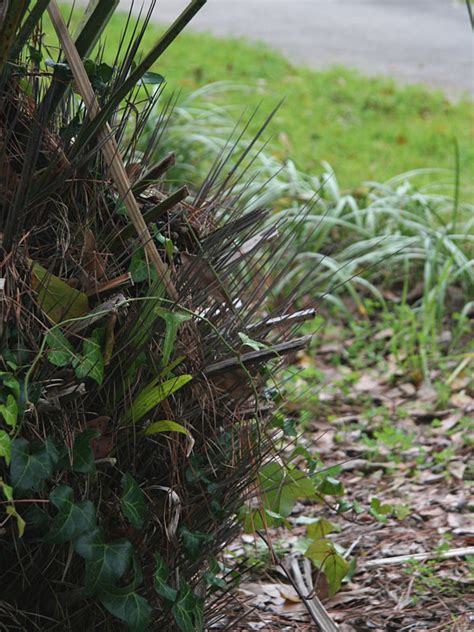 Cold Hardy Needle Palm Tree (rhapidophyllum hystrix) – Urban Tropicals