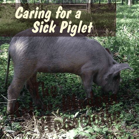 Caring for a Sick Piglet - The Not So Modern Housewife