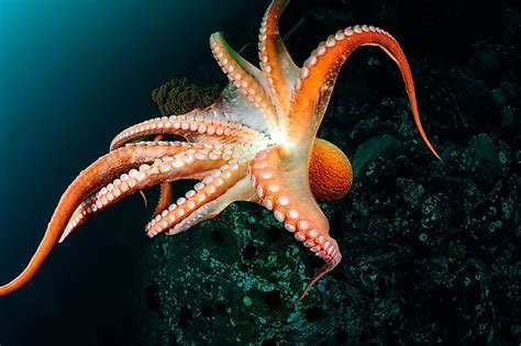 Octopus Facts - Animals of the Ocean - WorldAtlas.com