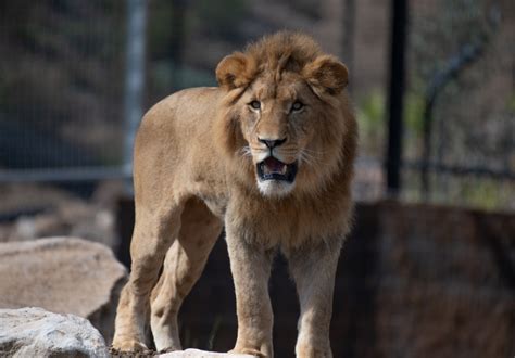 The First Animals Have Arrived at Sydney Zoo, the City’s First Major ...