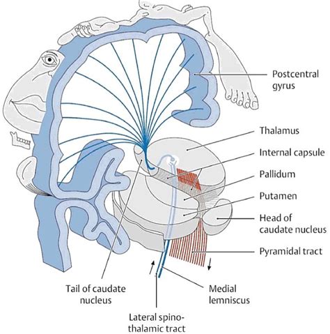 Atlas of Neuroanatomy for Communication Science and Disorders | Internal capsule, Brain anatomy ...