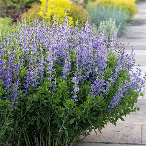 False Indigo | Native Gardeners