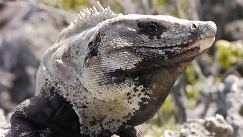 Giant Iguana Stock Footage Video 4271270 - Shutterstock