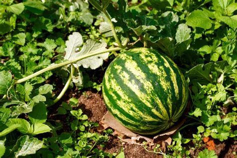 What To Expect During The 9 Different Watermelon Growing Stages