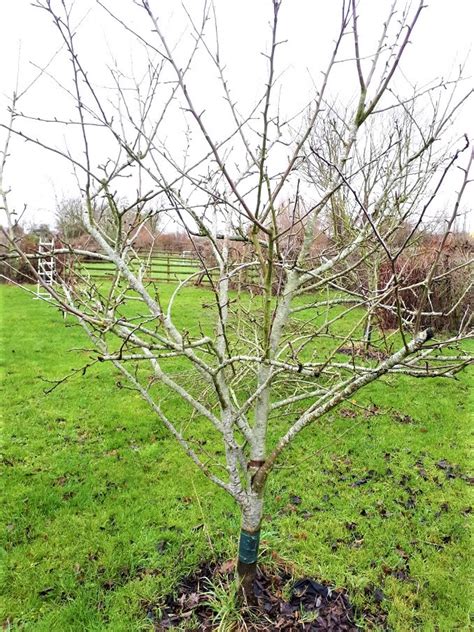 Orchard pruning | Swift outdoors