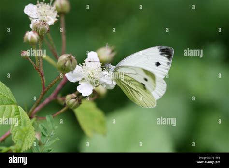 Butterfly and rose hi-res stock photography and images - Alamy