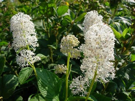 Ceanothus americanus New Jersey Tea 1g - Mail Order Natives