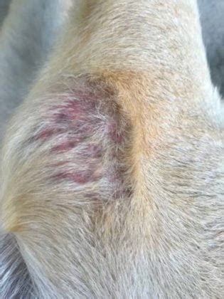 9 Causes of Folliculitis in Dogs and How to Treat Them – Top Dog Tips