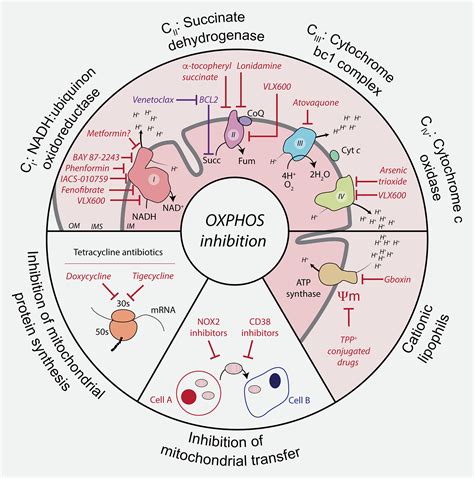 OXPHOS Inhibitors, Metabolism And Targeted Therapies In, 54% OFF