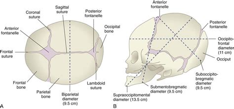 Fetal Skull | notes.nursium.com