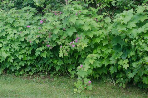 Rubus odoratus and Rubus parviflorus identification · NaturaLista Mexico