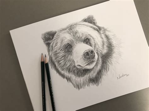 Bear Pencil Drawing