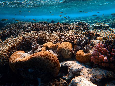 What would happen if there were no coral reefs? — The Reef-World Foundation