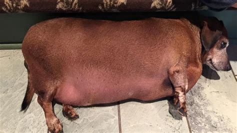 'Fat Vincent' the Dachshund Transformed After Losing More Than Half His Body Weight - ABC News