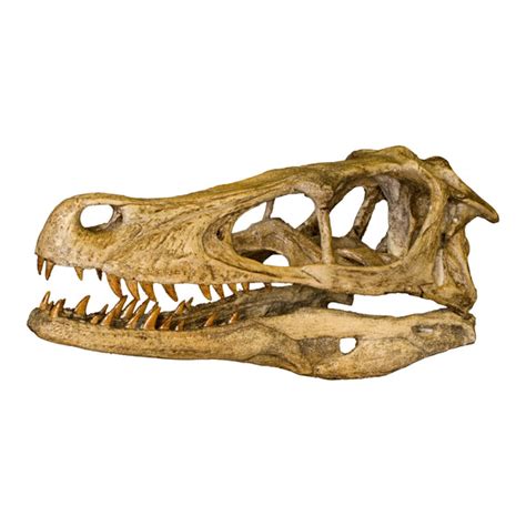 Replica Velociraptor Skull For Sale – Skulls Unlimited International, Inc.