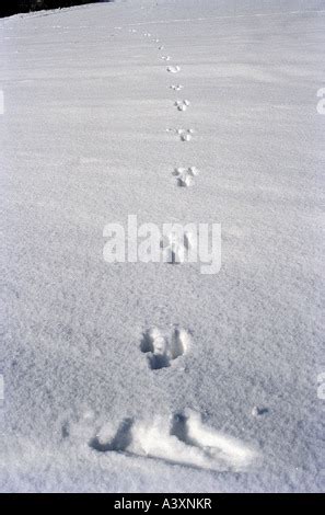 Rabbit or hare footprints in snow,Rabbit tracks are one of the most ...