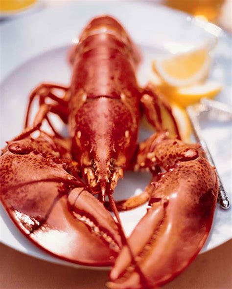 Each summer, many lobsters' tough shells are replaced by thin ones. These lobsters, called ...